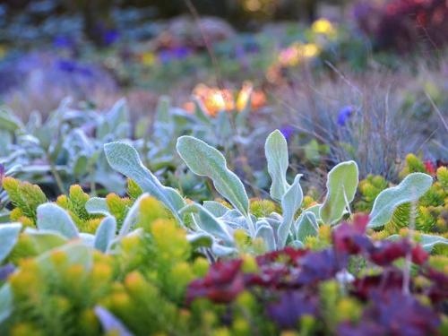 close up photo of flowers and greens